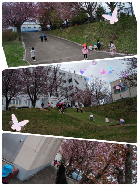 連休明けの幼稚園、サクラがとてもキレイに咲いていましたよ✨