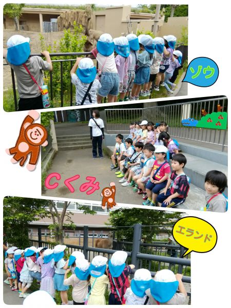 Ｃくみ円山動物園遠足に行きました！たくさん歩いてたくさん動物を見て楽しそうな子ども達でした🎵