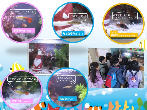 さとづか水族館！先月から幼稚園にかわいいおさかなが仲間になりましたよ！みんな名前がついているので、みんな覚えてくださいね♪