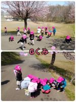 天気がよかったので園庭の桜を見に行きました！綺麗な桜の花びらをお友だちとたくさん見つけて、喜んでいましたよ🌸
