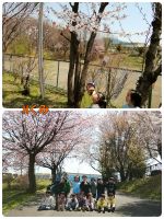 Ｈくみお外に行き綺麗な桜の下で写真を撮りました！みんな大満足🌸