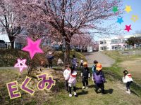 Eくみ幼稚園の桜がキレイに咲いてたので見に行きました！みんな上を見上げて、「きれ～い！！」と喜んでいましたよ🌸